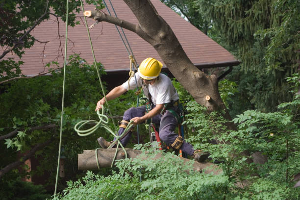 Reliable Waynesville, MO Tree Care Solutions